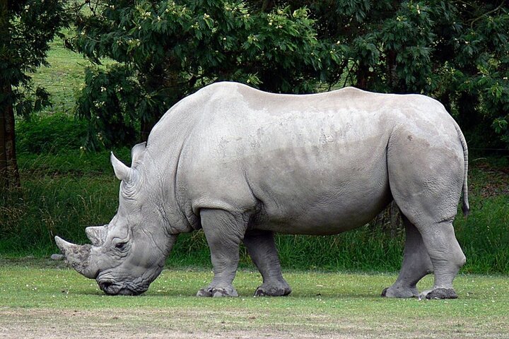 Hluhluwe Imfolozi Big 5 Game Reserve tur fra Durban
