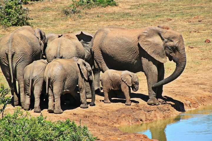 Hluhluwe Imfolozi Big 5 Game Reserve tur fra Durban