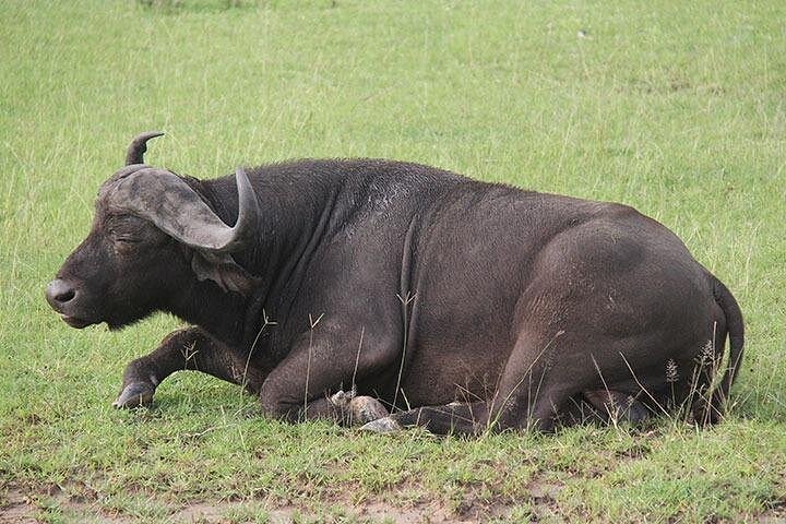 Affordable 2 days Murchison Falls and Wildlife Game Viewing
