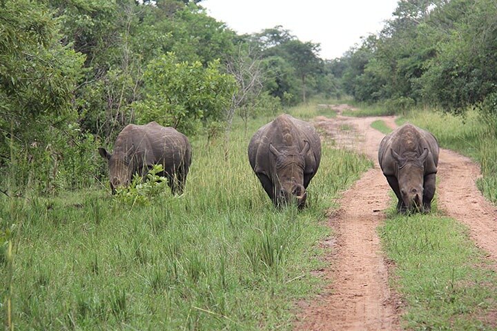 Affordable 2 days Murchison Falls and Wildlife Game Viewing