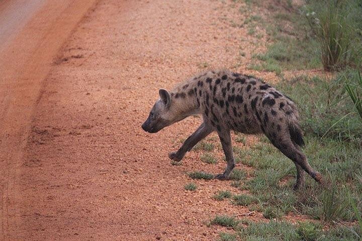 Affordable 2 days Murchison Falls and Wildlife Game Viewing