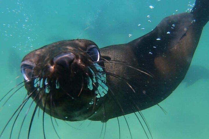 Attività di nuoto delle foche a Plettenberg Bay