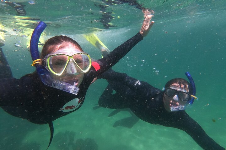 Attività di nuoto delle foche a Plettenberg Bay