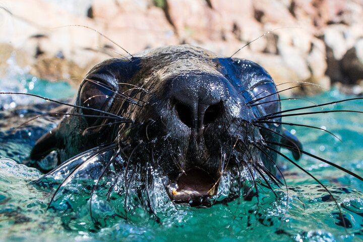 Attività di nuoto delle foche a Plettenberg Bay