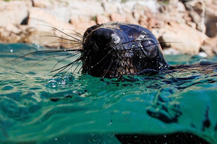 Attività di nuoto delle foche a Plettenberg Bay
