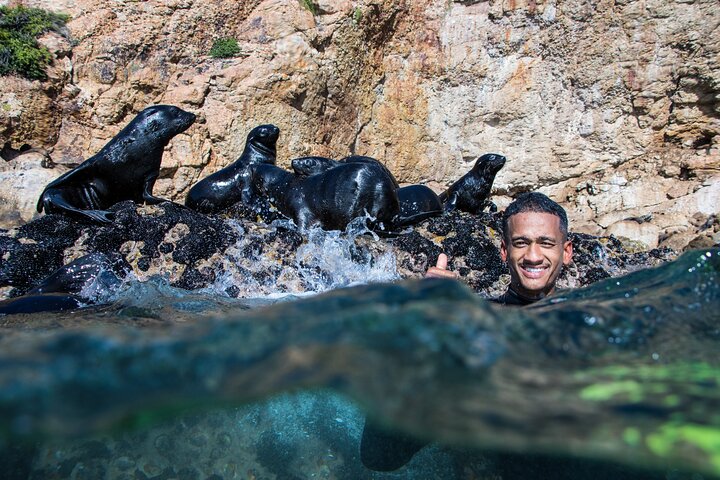 Attività di nuoto delle foche a Plettenberg Bay