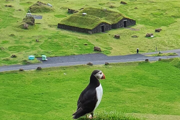 Eyjascooter Puffin Tour in IJsland