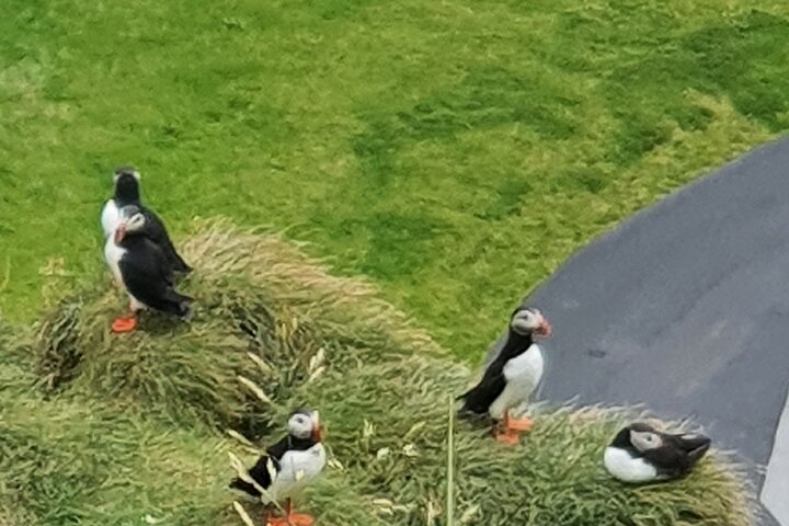 Eyjascooter Puffin Tour in IJsland