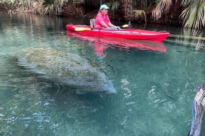 Silver Springs Clear Kayak Manatí, Mono y Vida Silvestre Aventuras