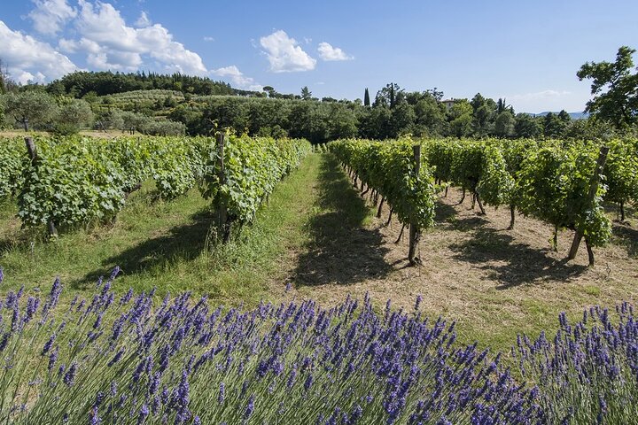 Tour durch die Weinberge und Verkostung von Weinen und Evo-Öl in der Toskana