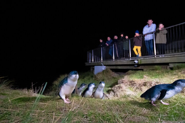 Otago Peninsula Dybderundvisning og Blue Penguins Pukekura Experience