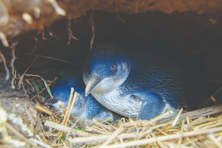 Otago Peninsula Dybderundvisning og Blue Penguins Pukekura Experience