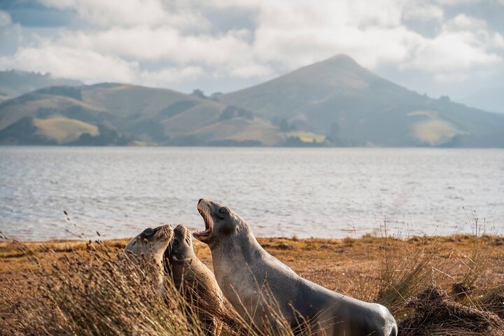 Otago Peninsula Dybderundvisning og Blue Penguins Pukekura Experience