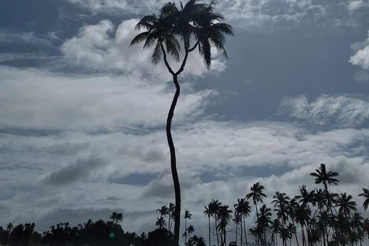 Discover Tongatapu: Full Island Tour