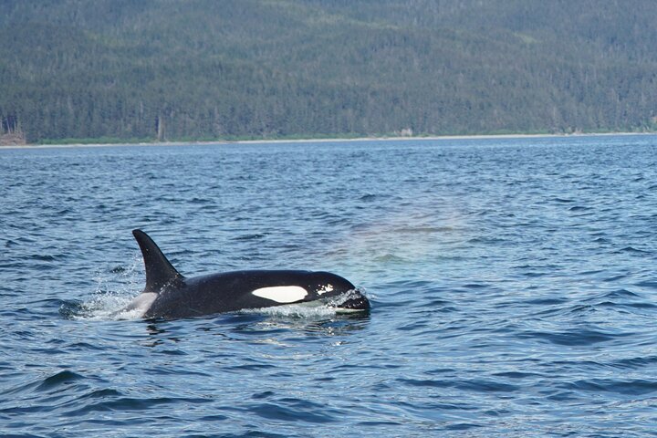Avistamiento de ballenas, punto del estrecho helado, Hoonah