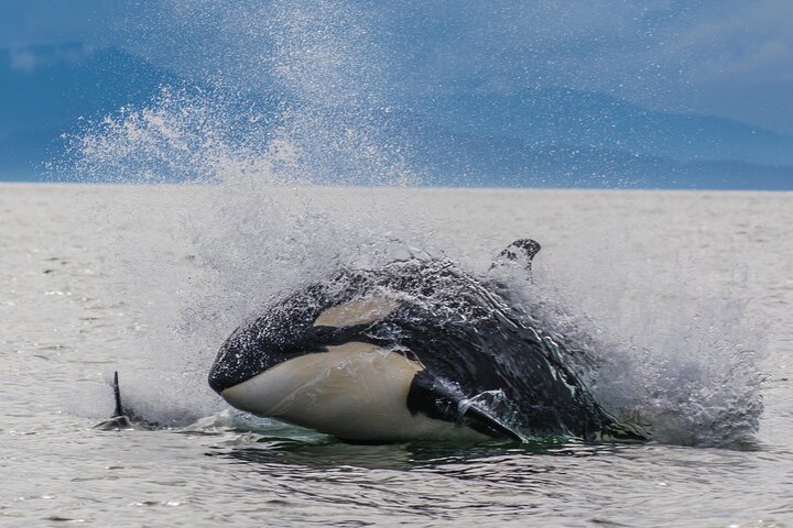 Avistamiento de ballenas, punto del estrecho helado, Hoonah