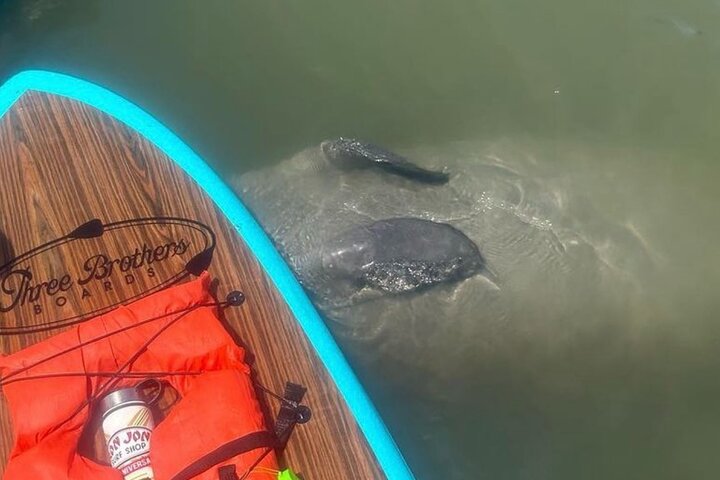 Tour avventuroso in SUP con delfini, lamantini e tartarughe marine di Sant'Agostino