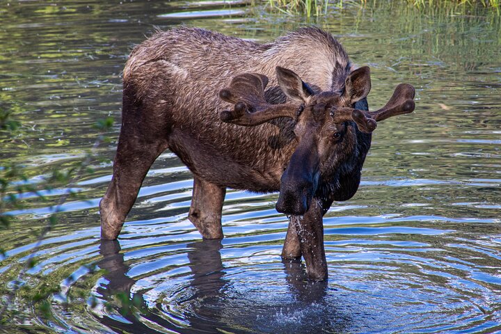 Seward to Anchorage Trasferimento in crociera e tour della fauna selvatica