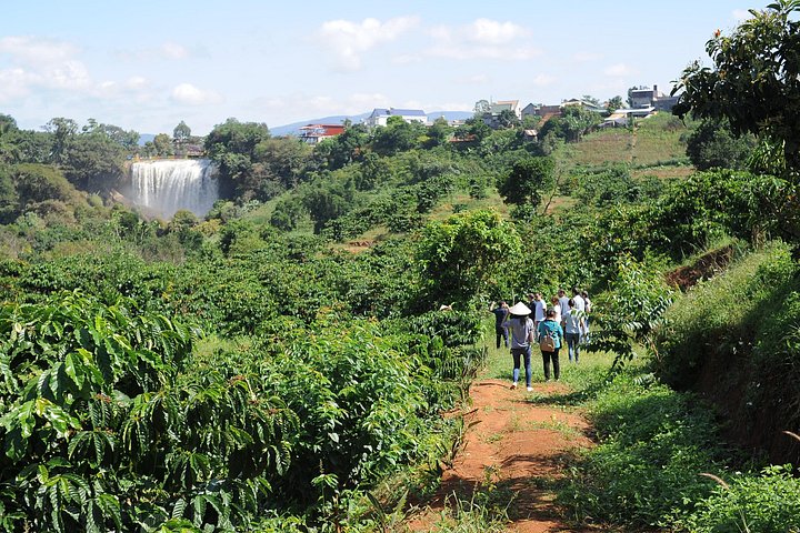 Campagne de Dalat | Visite des plantations de café au-delà des chutes d'éléphants
