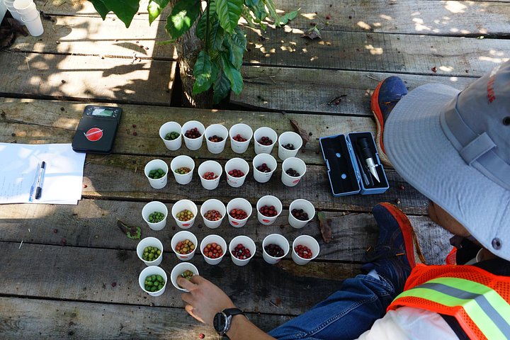 Campagne de Dalat | Visite des plantations de café au-delà des chutes d'éléphants