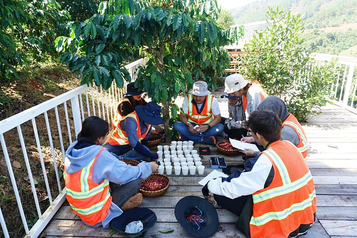 Campagne de Dalat | Visite des plantations de café au-delà des chutes d'éléphants