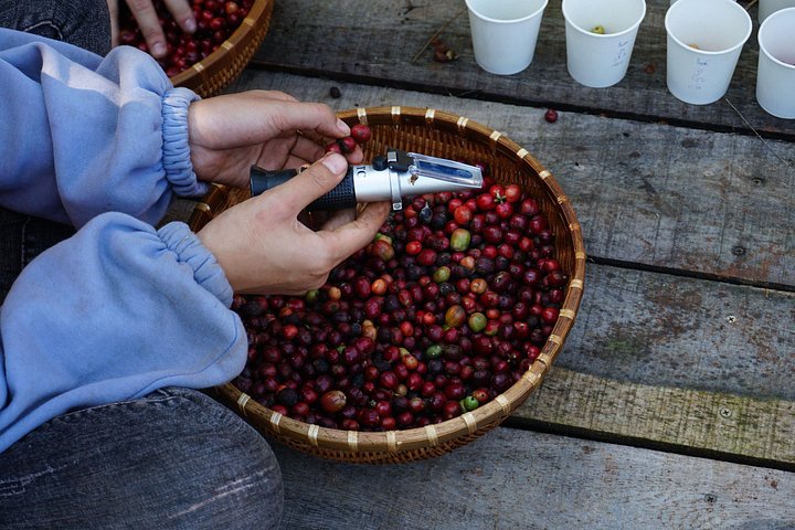 Campagne de Dalat | Visite des plantations de café au-delà des chutes d'éléphants