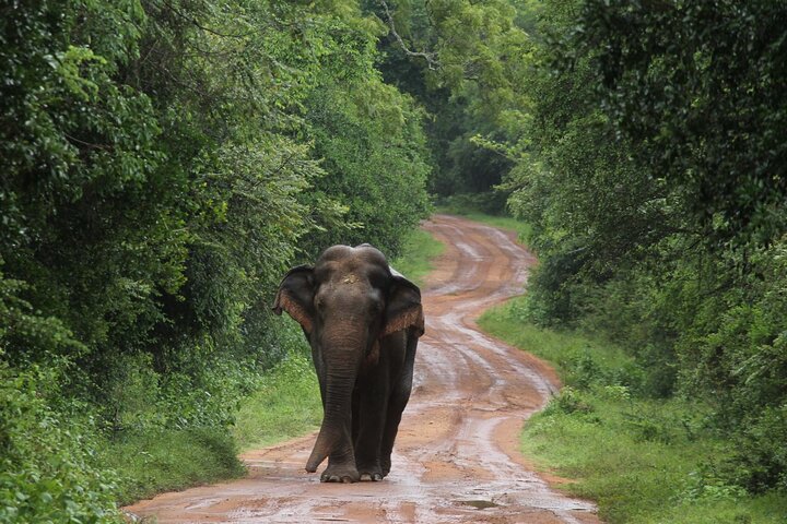 Wilpattu National Park Guidad tur i en Safari Jeep Ride