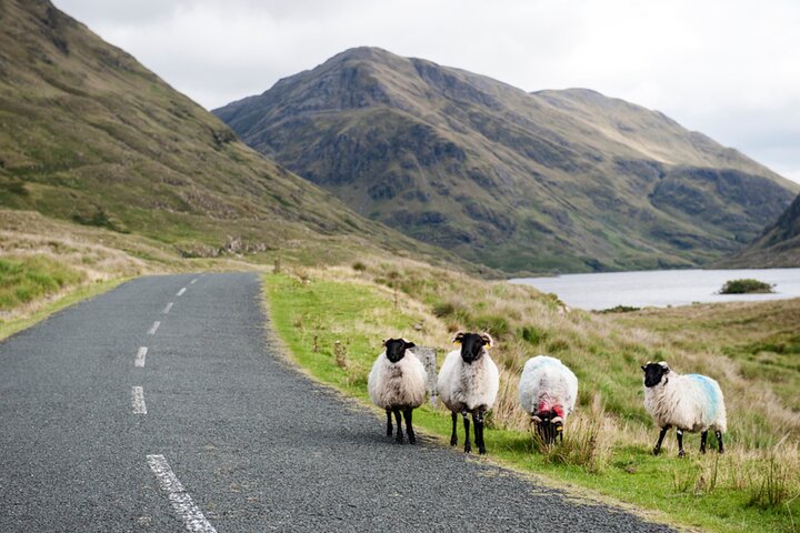 Kleine Gruppe Kylemore Abbey, Sheepdog Demo & Connemara Tour