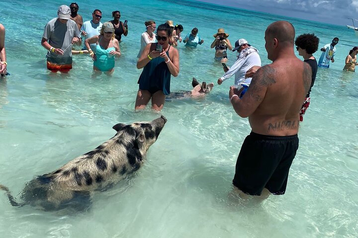 Privé Rose Island Swimming Pigs Snorkeling et tortues