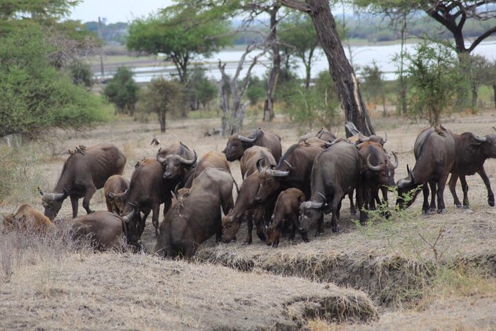 Desde Zanzíbar: Safari privado de día completo en Selous con vuelos