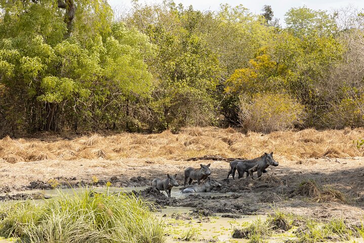 Desde Zanzíbar: Safari privado de día completo en Selous con vuelos