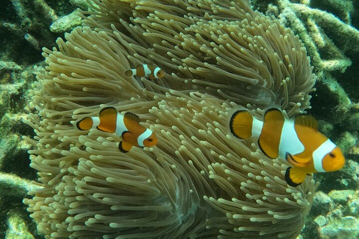 Tour de buceo en la isla de Coral de Tioman y Island Hopping