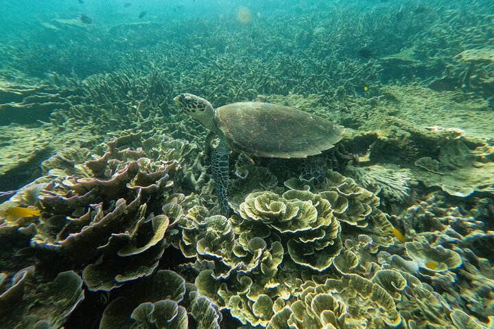 Tour de buceo en la isla de Coral de Tioman y Island Hopping
