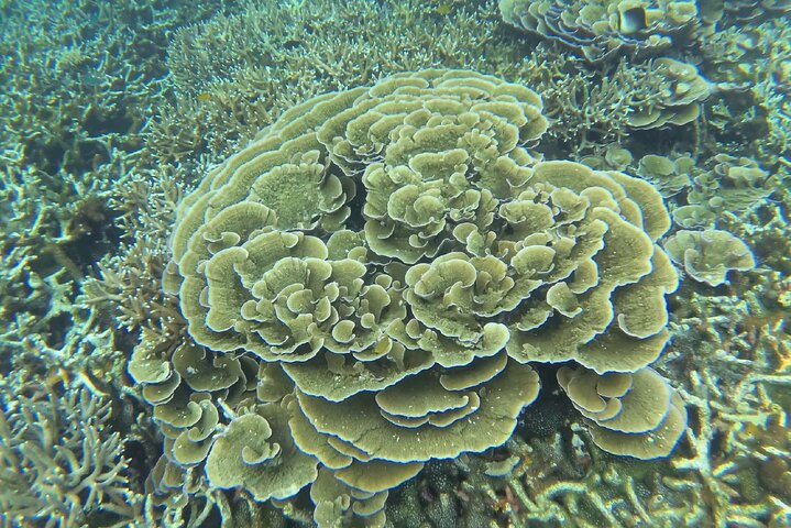Tour de buceo en la isla de Coral de Tioman y Island Hopping
