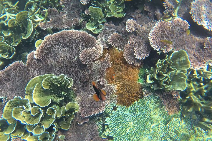 Tour de buceo en la isla de Coral de Tioman y Island Hopping