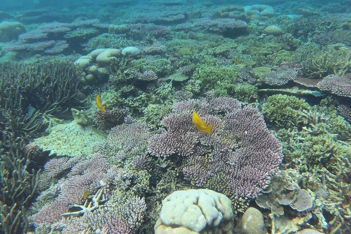 Tour de buceo en la isla de Coral de Tioman y Island Hopping