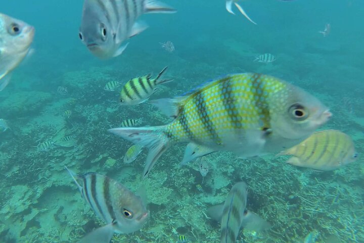 Tour de buceo en la isla de Coral de Tioman y Island Hopping