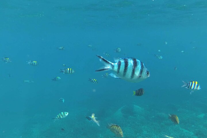 Tour de buceo en la isla de Coral de Tioman y Island Hopping
