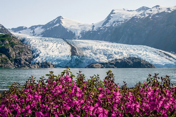 Seward to Anchorage Trasferimento in crociera e tour della fauna selvatica