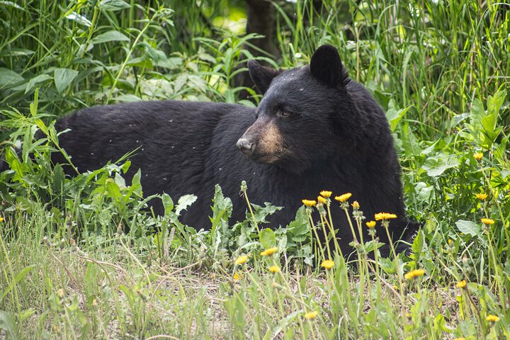 Seward to Anchorage Trasferimento in crociera e tour della fauna selvatica