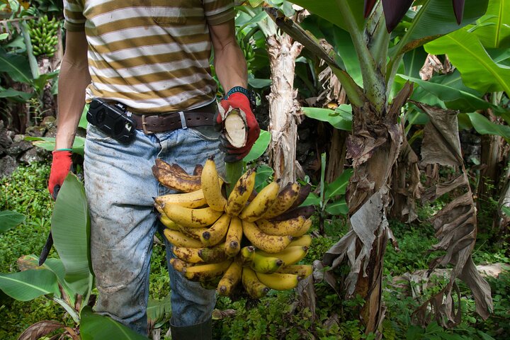 Banana Trip - Tour privato di un'intera giornata a Pico con andata e ritorno da Faial