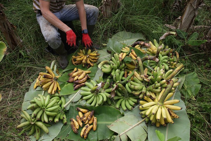 Banana Trip - Tour privato di un'intera giornata a Pico con andata e ritorno da Faial