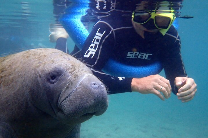 Il tour di snorkeling con lamantino 'OG' con Guida / fotografo in acqua