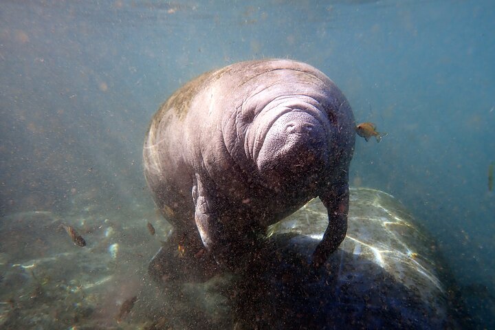 Il tour di snorkeling con lamantino 'OG' con Guida / fotografo in acqua