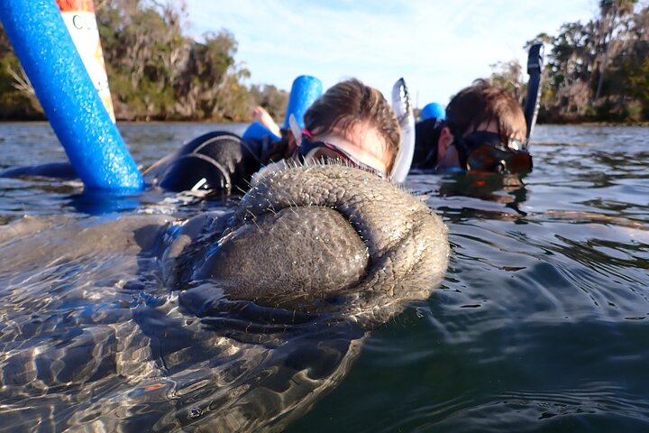 Il tour di snorkeling con lamantino 'OG' con Guida / fotografo in acqua
