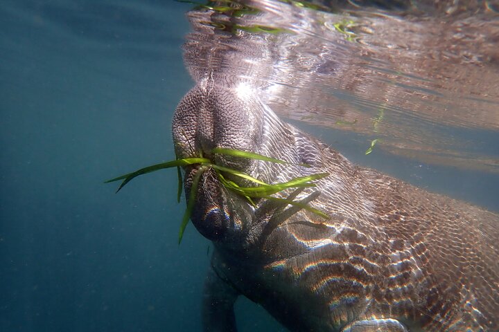 Il tour di snorkeling con lamantino 'OG' con Guida / fotografo in acqua