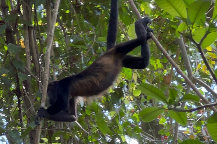 Medio día Canal de Tortuguero, Parque Nacional Cahuita y Puerto Limón
