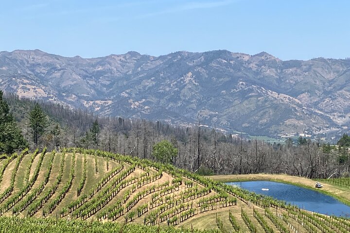 "Melhor Tour Privado de Vinhos de Napa ou Sonoma para até 8 Pessoas"