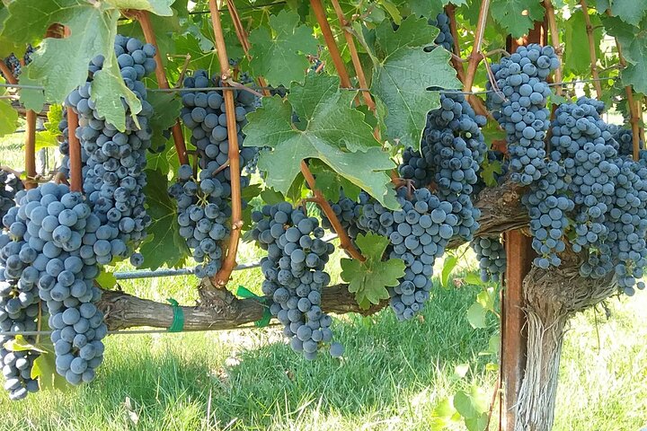 "Melhor Tour Privado de Vinhos de Napa ou Sonoma para até 8 Pessoas"