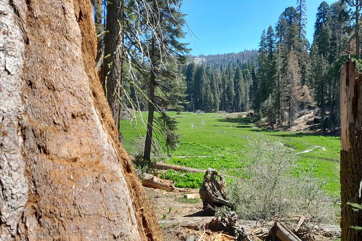 Giant Sequoia privat rundtur